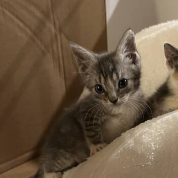 Bluey (previously Frodo) -  Domestic Short Hair Cat for Adoption in Newark, New Jersey - Bluey (previously Frodo) | PetCurious
