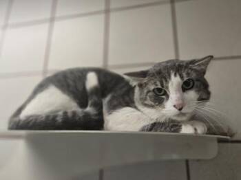 Oreo -  Domestic Short Hair Cat for Adoption in Minneapolis, Minnesota - Oreo | PetCurious