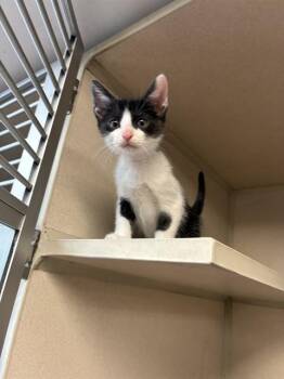 SMOKEY -  Domestic Short Hair Cat for Adoption in Cookeville, Tennessee - SMOKEY | PetCurious