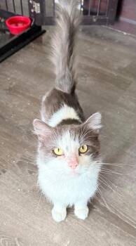 Rescue Domestic Medium Hair Cats for Adoption in Hartville, Ohio - Tyler | PetCurious