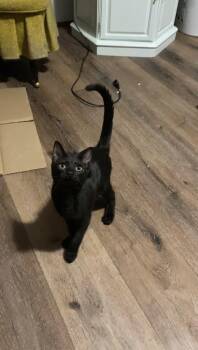 Floyd -  Domestic Short Hair Cat for Adoption in Thomaston, Connecticut - Floyd | PetCurious