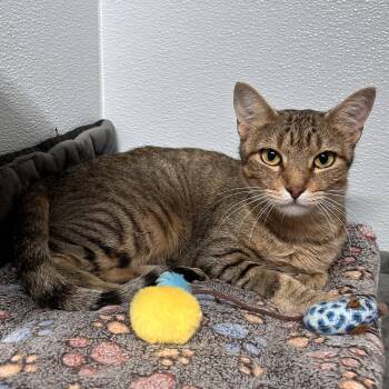 Tiana -  Domestic Short Hair Cat for Adoption in The Colony, Texas - Tiana | PetCurious