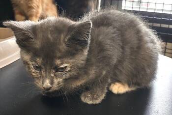 Blythe -  Domestic Short Hair Cat Available for Adoption in Albemarle, North Carolina - Blythe | PetCurious