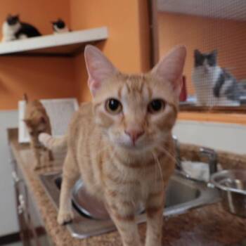 Sunshine -  American Shorthair Cat for Adoption in Fulton, Texas - Sunshine | PetCurious
