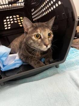 Stephanie -  Domestic Medium Hair Cat for Adoption in Sacramento, California - Stephanie | PetCurious