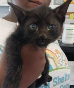 Pepper -  Domestic Short Hair Cat for Adoption in West Memphis, Arkansas - Pepper | PetCurious