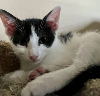 Rescue Domestic Short Hair Cats for Adoption in Fort Worth, Texas - Stewart (pre Adopt) | PetCurious