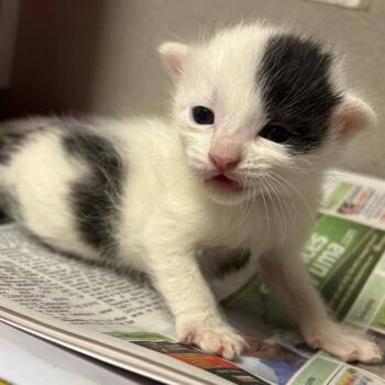 Domestic Long Hair Cats Available for Adoption - Charlotte | PetCurious