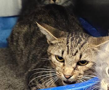 Aspen -  Domestic Short Hair Cat for Adoption in Athens, Tennessee - Aspen | PetCurious