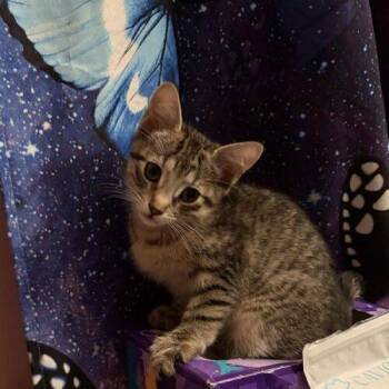 Emily -  Domestic Short Hair Cat for Adoption in Tampa, Florida - Emily | PetCurious