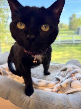 Rescue Domestic Short Hair Cats for Adoption in Papillion, Nebraska - Charmed | PetCurious