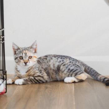 Kilauea Jessup -  Domestic Short Hair Cat for Adoption in Eagle Mountain, Utah - Kilauea Jessup | PetCurious