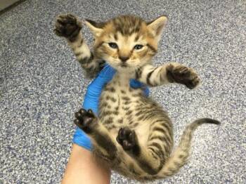PHOEBO -  Domestic Short Hair Cat for Adoption in Thousand Palms, California - PHOEBO | PetCurious
