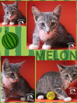 MELON -  Domestic Short Hair Cat for Adoption in Kenansville, North Carolina - MELON | PetCurious