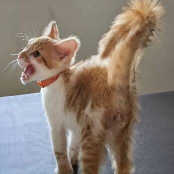 Loki and Apollo -  Domestic Short Hair Cat for Adoption in NEW PT RICHEY, Florida - Loki And Apollo | PetCurious
