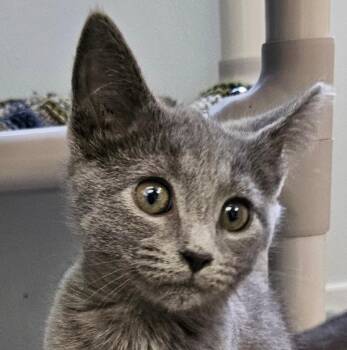 Jessie -  Domestic Short Hair Cat Available for Adoption in Lovingston, Virginia - Jessie | PetCurious