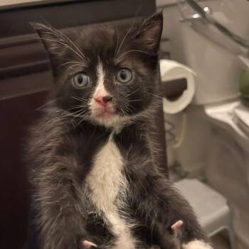 Crackle -  Domestic Short Hair Cat Available for Adoption in Winchester, Virginia - Crackle | PetCurious