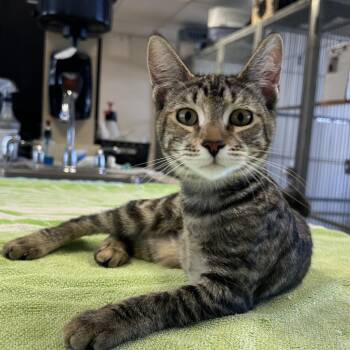 Tressie -  Domestic Short Hair Cat for Adoption in Goleta, California - Tressie | PetCurious