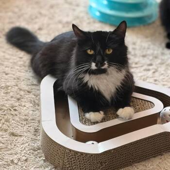 Domestic Medium Hair Cats Available for Adoption in Philadelphia, Pennsylvania - Seraphina | PetCurious