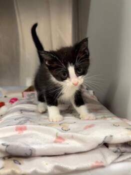 BLINK -  Domestic Short Hair Cat for Adoption in Baytown, Texas - BLINK | PetCurious