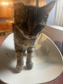 Rescue Domestic Short Hair Cats for Adoption in Westbury, New York - Olive Bethpage | PetCurious