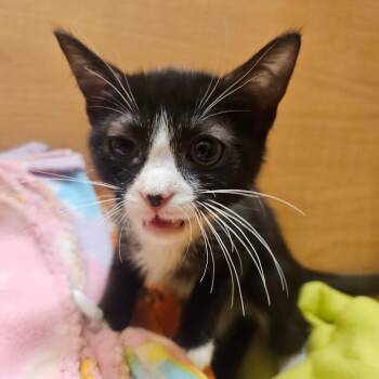 Rescue Domestic Short Hair Cats for Adoption in Grantsville, Utah - Isosceles | PetCurious