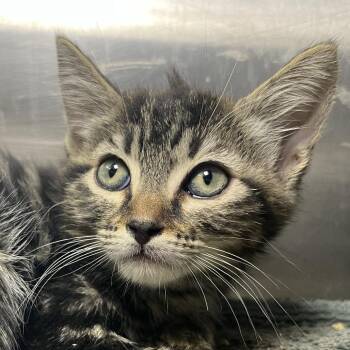 Tulip -  Domestic Short Hair Cat for Adoption in Palm Springs, California - Tulip | PetCurious