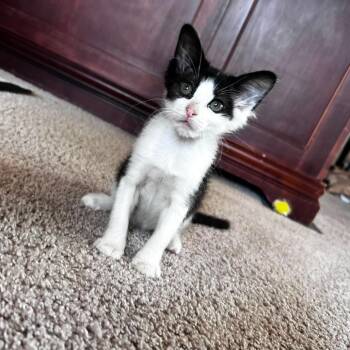Figaro -  Domestic Short Hair Cat for Adoption in Wadena, Minnesota - Figaro | PetCurious