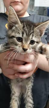 Penny -  Domestic Short Hair Cat for Adoption in Georgetown, Ohio - Penny | PetCurious