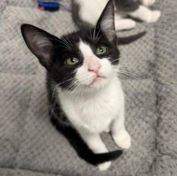 Shelby -  Domestic Short Hair Cat for Adoption in Bryan, Ohio - Shelby | PetCurious