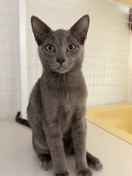 26-33 Fauna -  Domestic Short Hair Cat for Adoption in St. Helens, Oregon - 26-33 Fauna | PetCurious