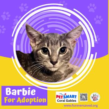 Barbie -  Domestic Short Hair Cat for Adoption in Miami, Florida - Barbie | PetCurious