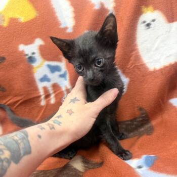 Domestic Short Hair Cats Available for Adoption - Popeye | PetCurious