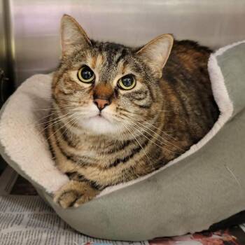 Domestic Short Hair Cats Available for Adoption in Columbia, Missouri - Naomi | PetCurious