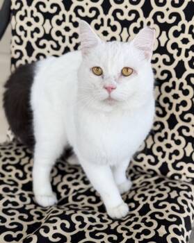 Domino -  Domestic Short Hair Cat for Adoption in Copley, Ohio - Domino | PetCurious