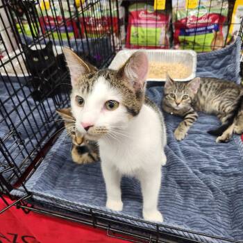 Domestic Short Hair Cats Available for Adoption - Little Dude | PetCurious