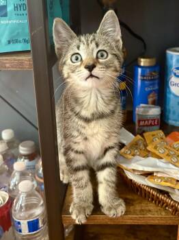 Tulip & Sunshine -  Domestic Short Hair Cat for Adoption in Andover, Connecticut - Tulip & Sunshine | PetCurious
