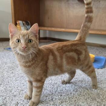 Gary C12899 -  Domestic Short Hair Cat for Adoption - Gary C12899 | PetCurious