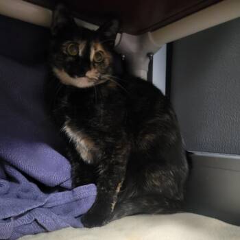 Rescue Domestic Short Hair Cats for Adoption in Walker, Michigan - Odette Clarice | PetCurious