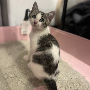 Rescue American Shorthair Cats for Adoption in Long Beach, California - Prada | PetCurious