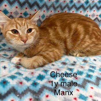 Manx Cats Available for Adoption in New Tazewell, Tennessee - Cheese | PetCurious