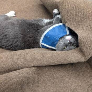 Anchovy -  Domestic Short Hair Cat for Adoption in Lakewood, Colorado - Anchovy | PetCurious