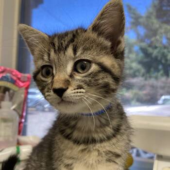 Ivory -  Domestic Short Hair Cat for Adoption in Medford, Oregon - Ivory | PetCurious