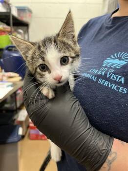 JIMMY NEUTRON -  Domestic Short Hair Cat for Adoption in Chula Vista, California - JIMMY NEUTRON | PetCurious