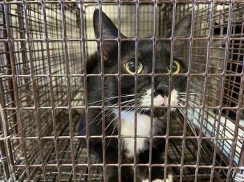 A612124 -  Domestic Short Hair Cat for Adoption in Modesto, California - A612124 | PetCurious