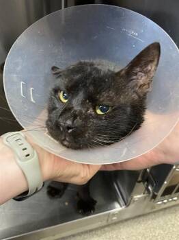 HUMPHREY -  Domestic Short Hair Cat for Adoption in Fort Myers, Florida - HUMPHREY | PetCurious