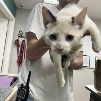 Flame -  Domestic Short Hair Cat Available for Adoption in Starkville, Mississippi - Flame | PetCurious