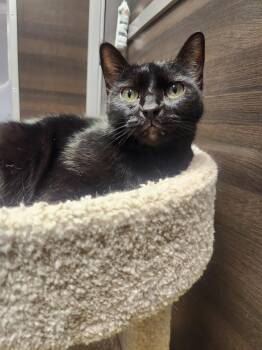 Domestic Short Hair Cats Available for Adoption - Penelope "Nelly" | PetCurious
