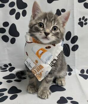 Ripple -  Domestic Short Hair Cat for Adoption in Chesapeake Beach, Maryland - Ripple | PetCurious