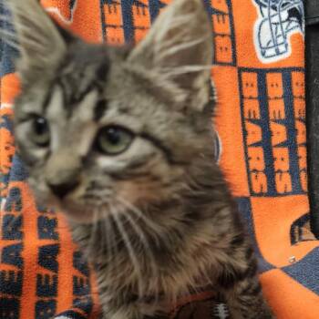 Sylvia Starlight -  Domestic Short Hair Cat for Adoption in Normal, Illinois - Sylvia Starlight | PetCurious